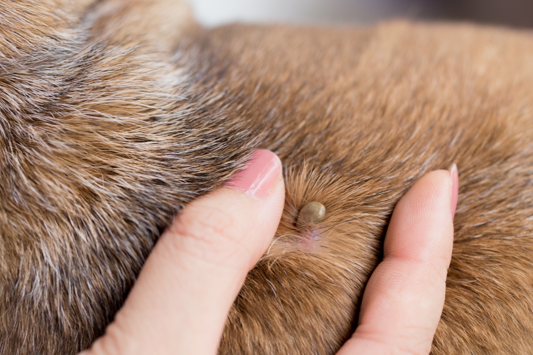 Lyme Disease in Dogs