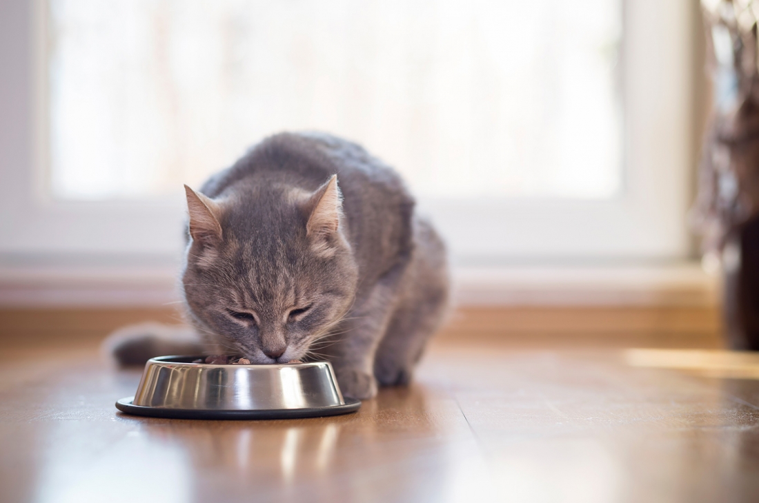 Bland Diet Instructions for Dogs and Cats